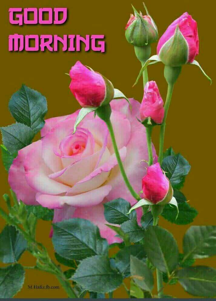 good morning