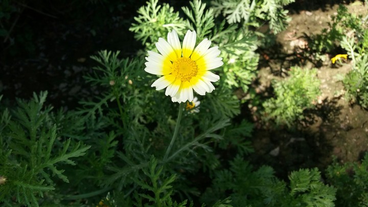 flower