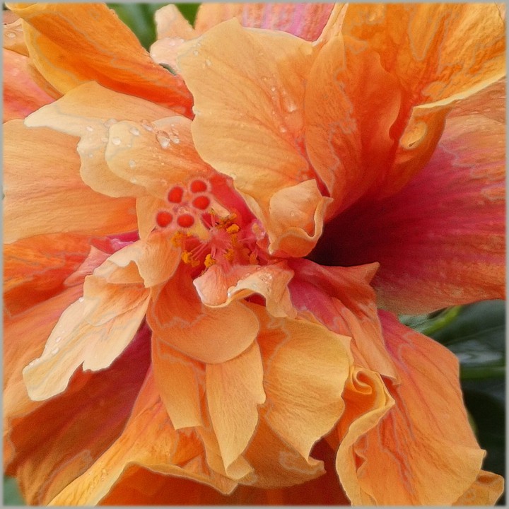 Tropical flower