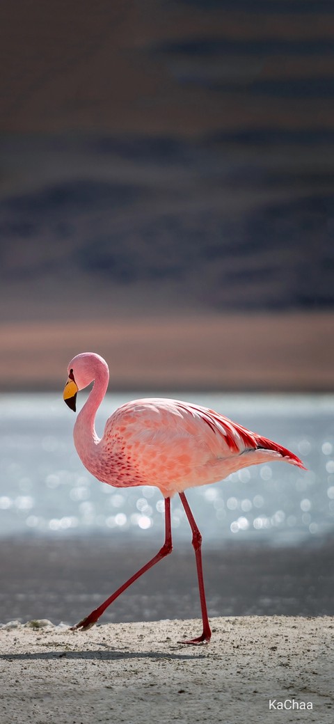 flamingo