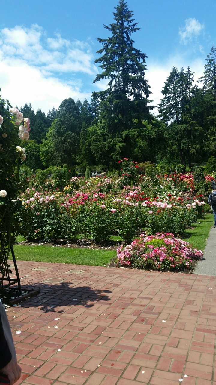 rose garden