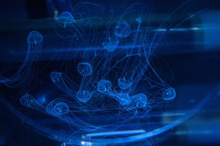 Jellyfish