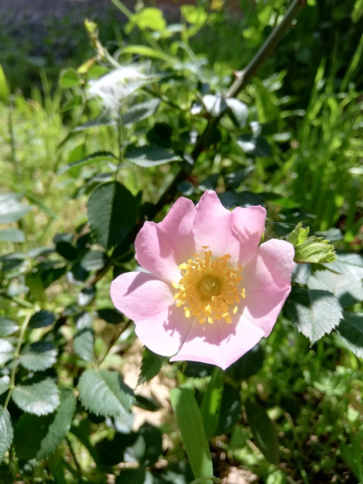 Flower in the sun