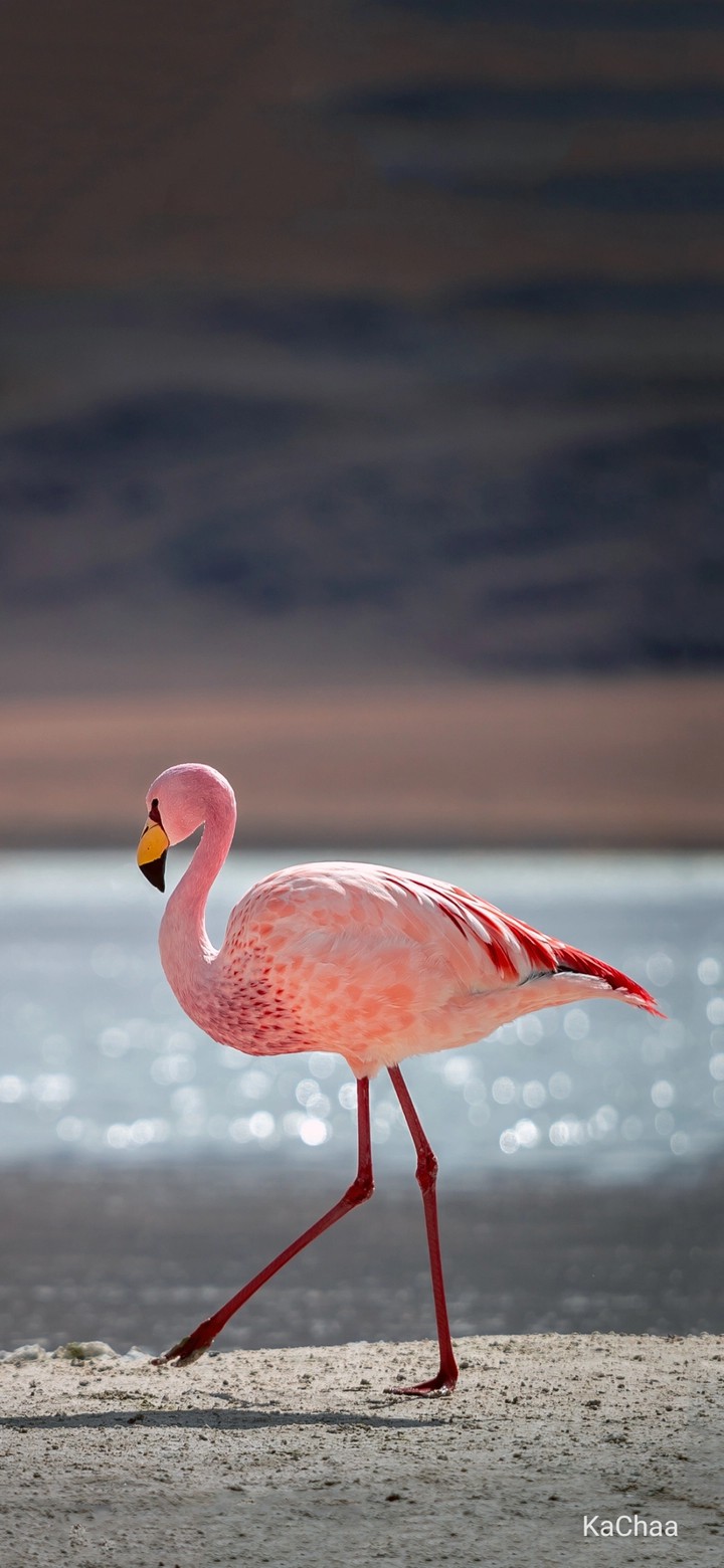 flamingo