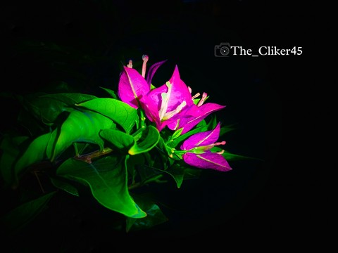 plant, lotus achtergronden