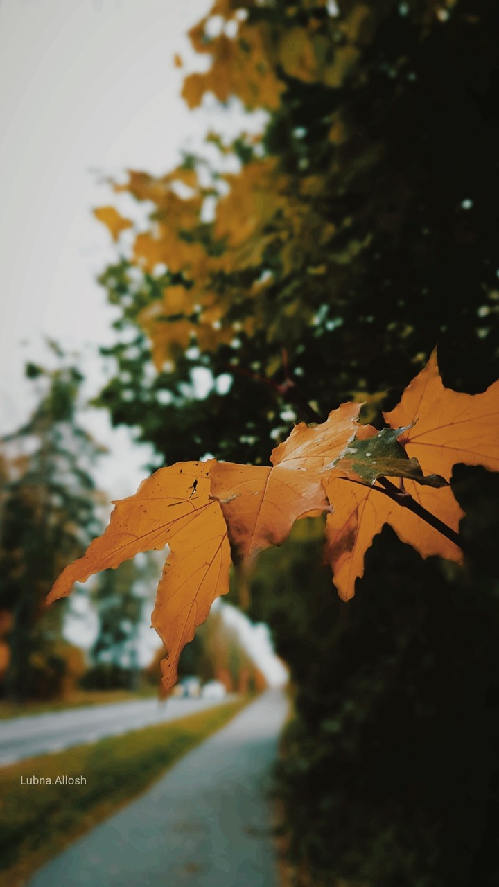 Leaf