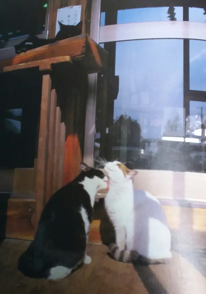cat