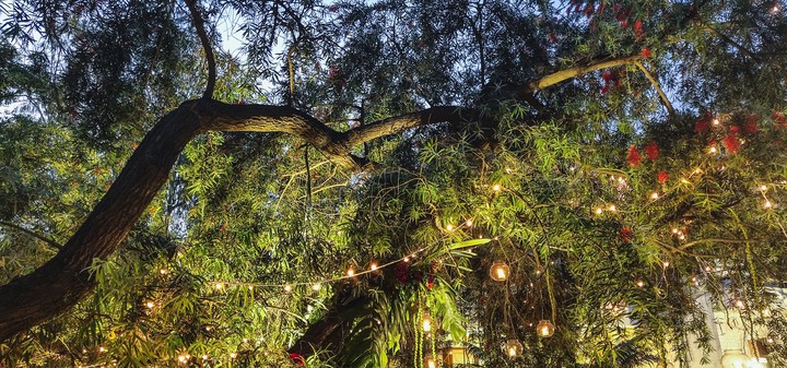 Lit tree