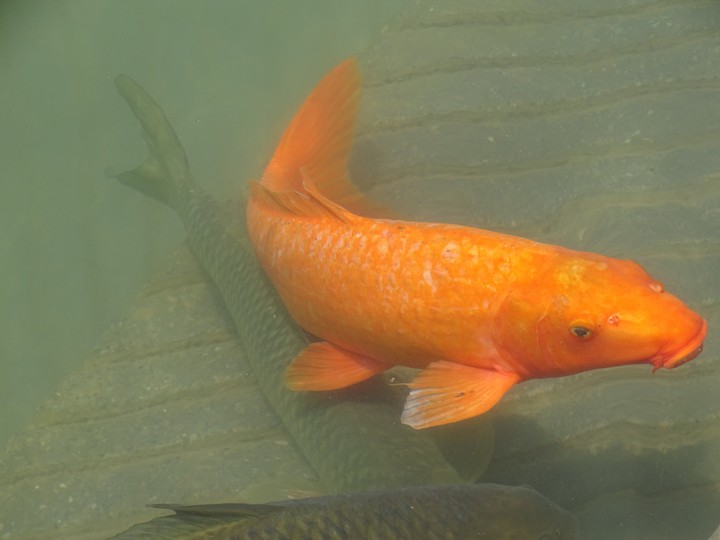 Fish
