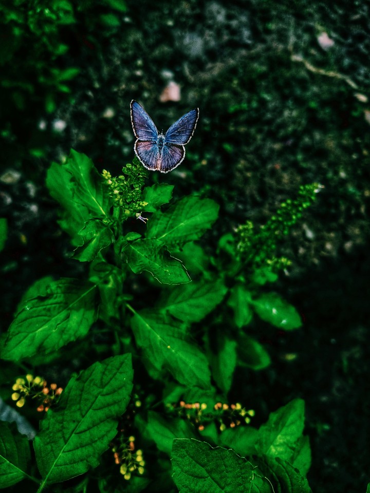 little butterfly
