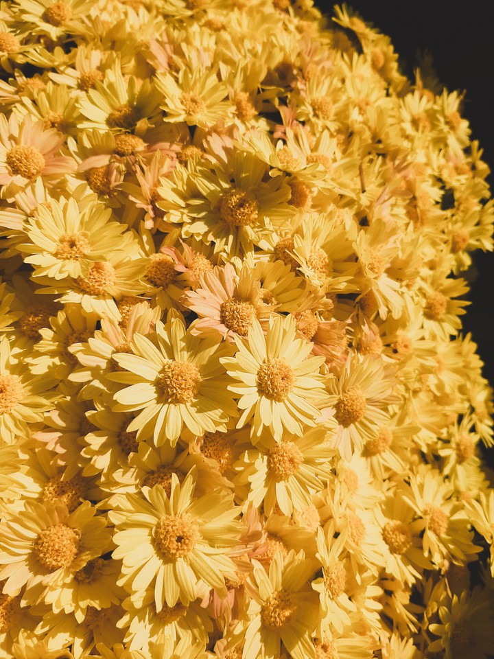 beautiful flowers (maybe haha)