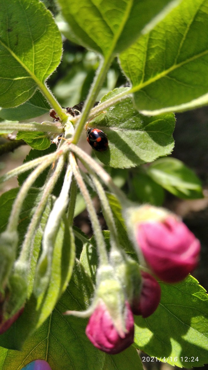 ladybug