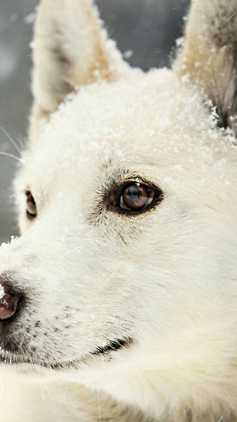 wolf