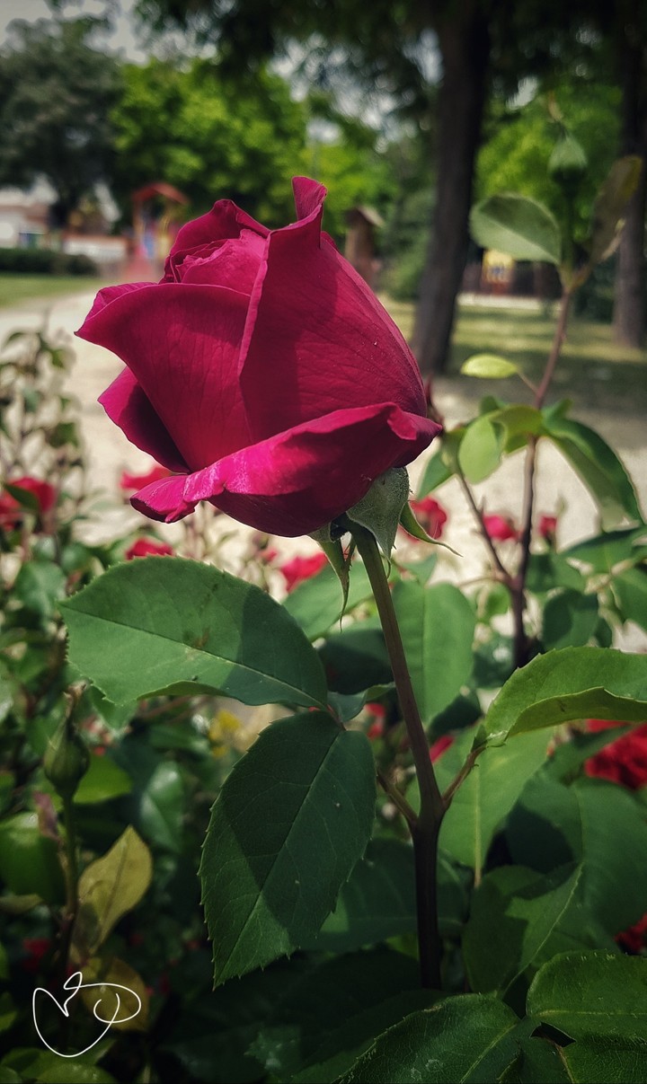 rosa