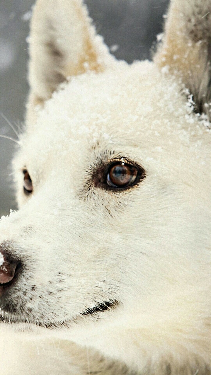 wolf