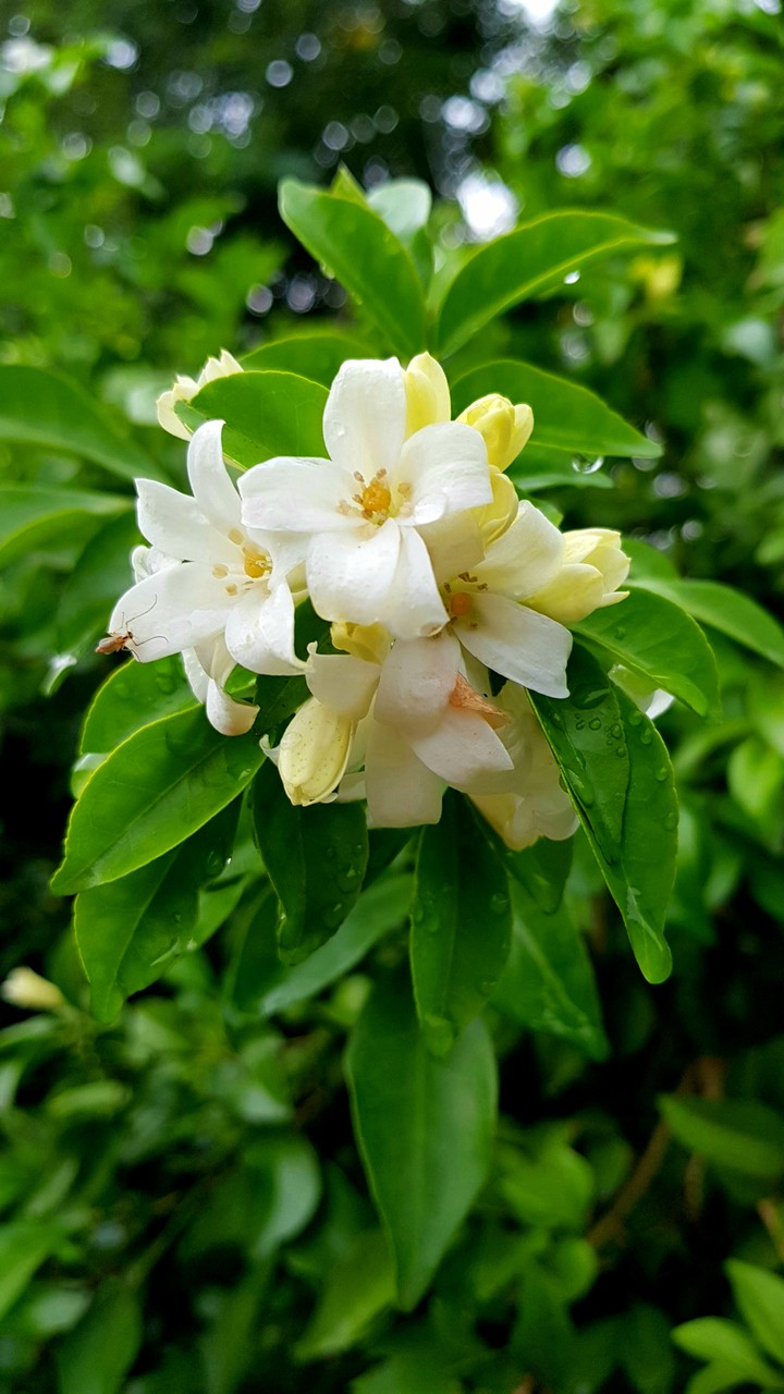 Orange jasmine & ?