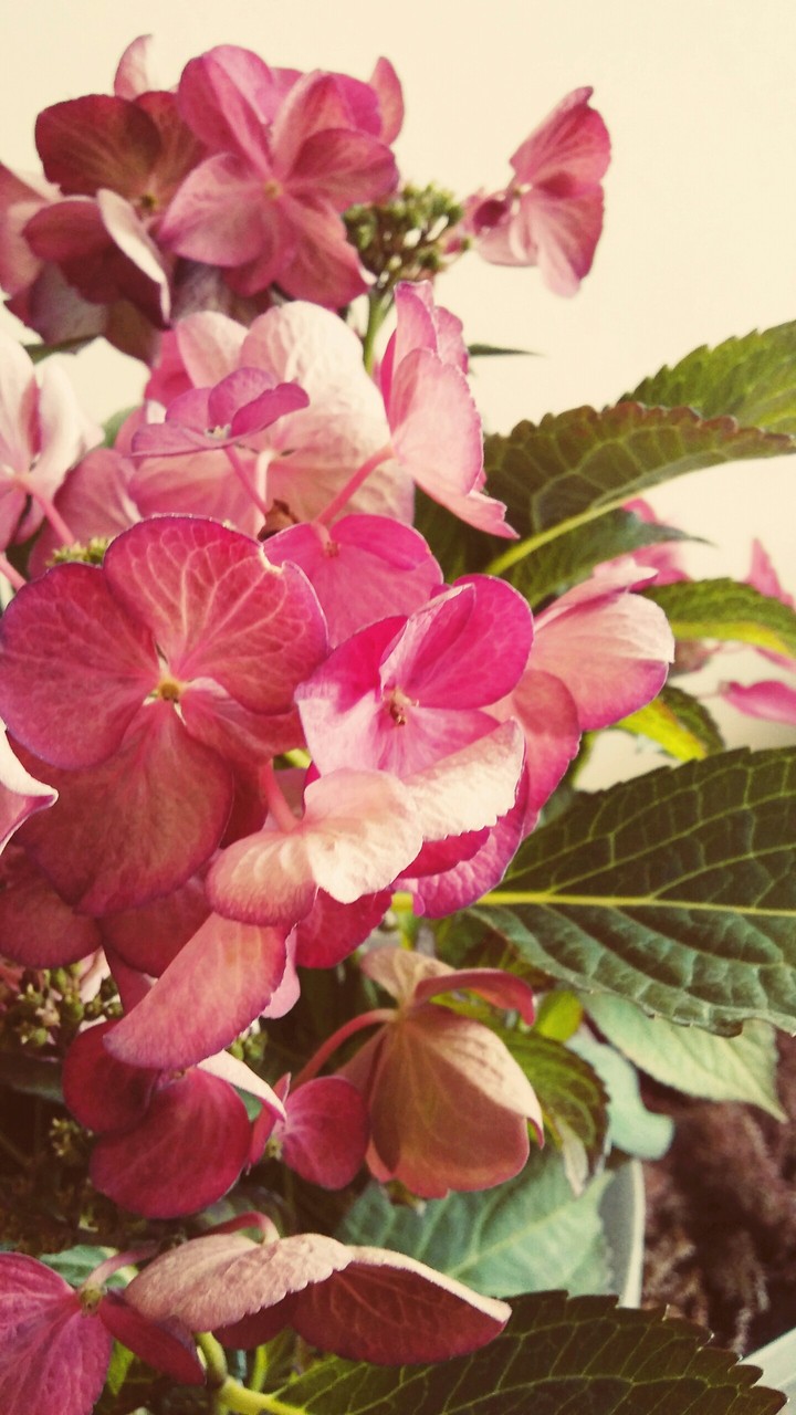 Vintage flowers