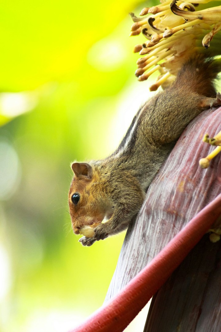 Cute Squirrel