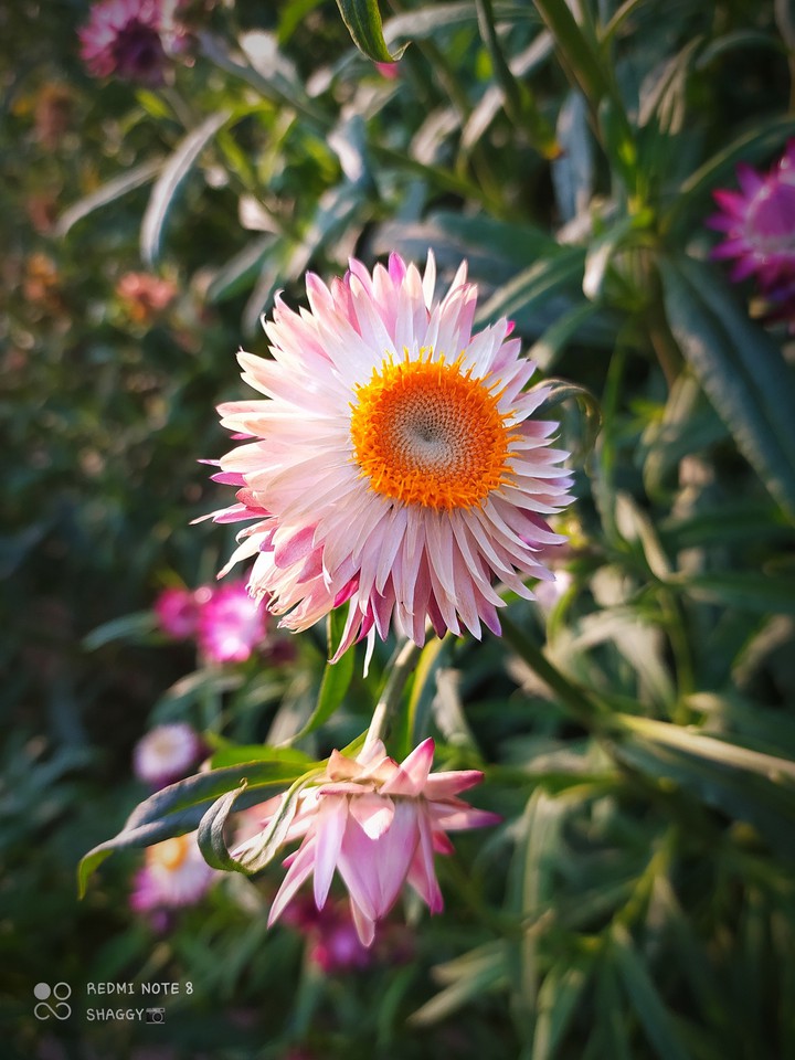 strawflower