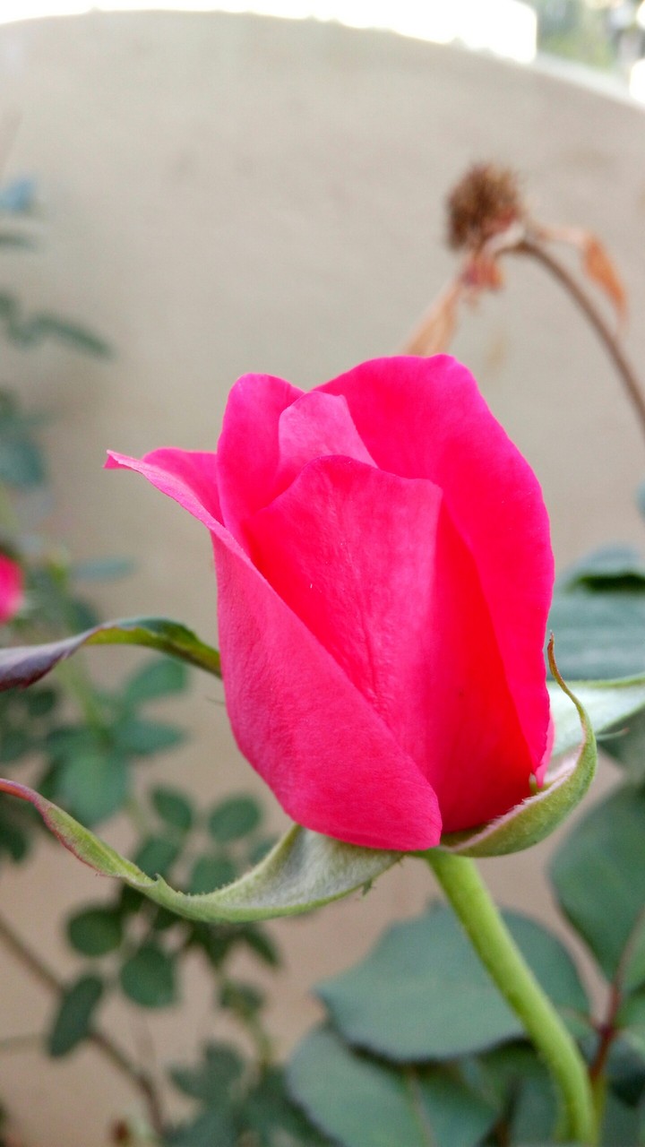 rose
