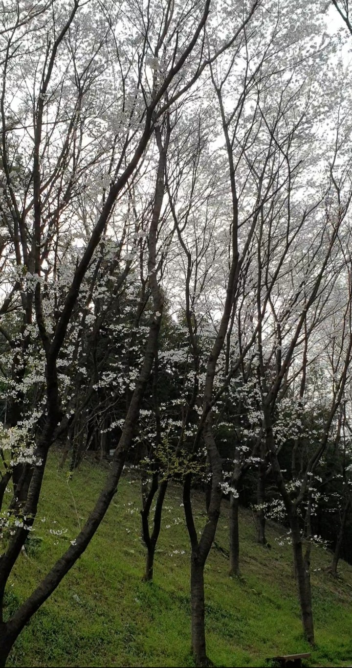 spring