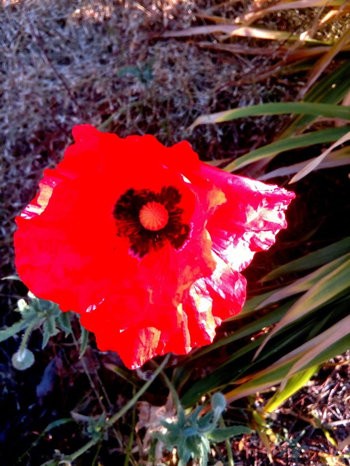 Poppy at Sunset