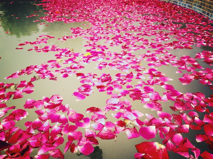 rose leaf