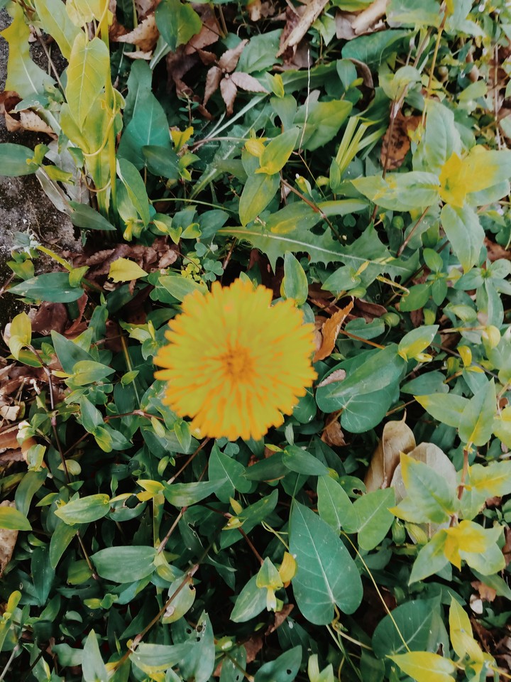 Dandelion