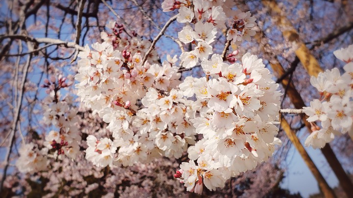 cherry blossom