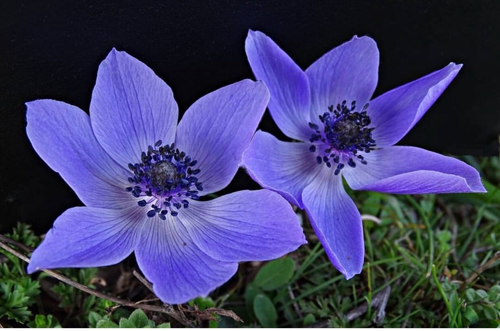 new!! purple flower