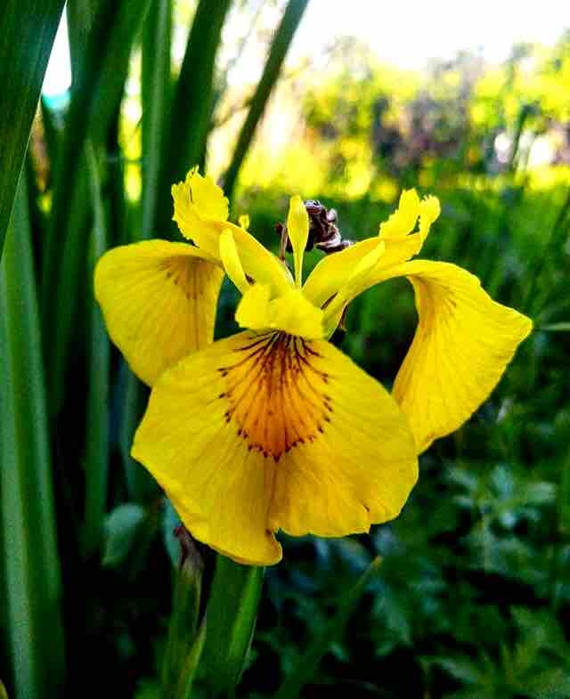 flower