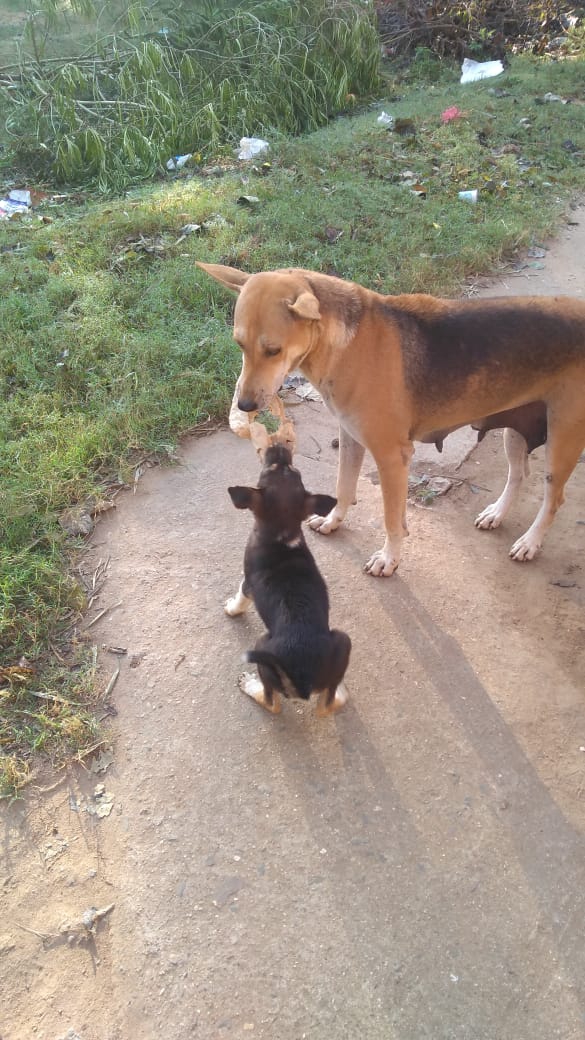 sharing dogs