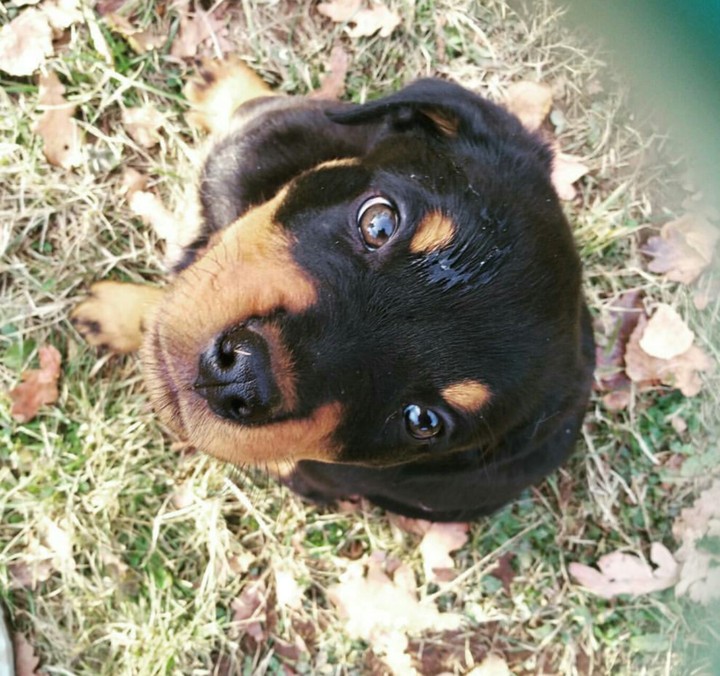 rottweiler