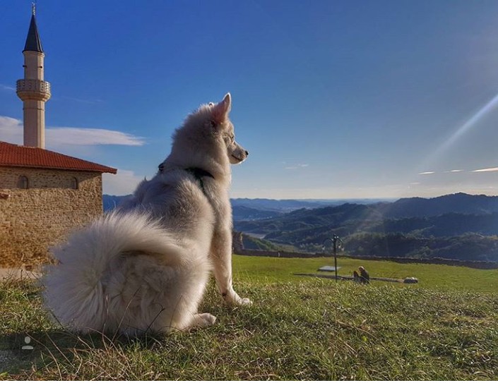 dog nature