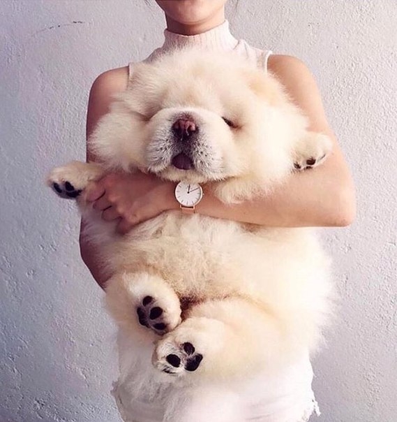 песик
