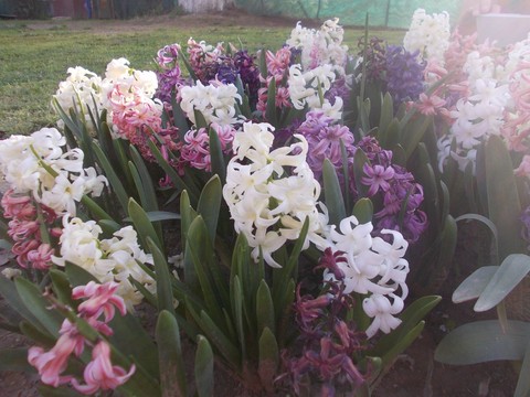 Colours of happiness
