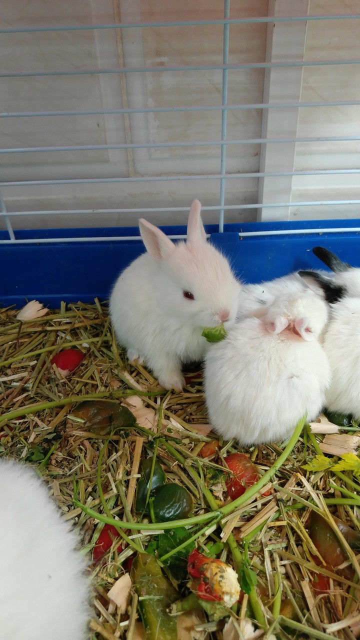 baby rabbits ?