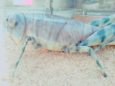 dienstag, insect Hintergrundbilder