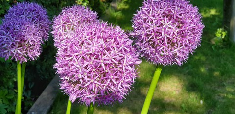 purples