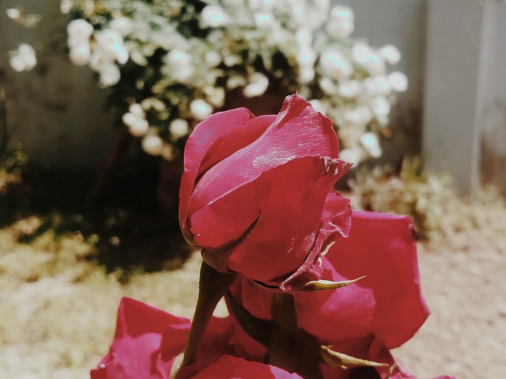 rose