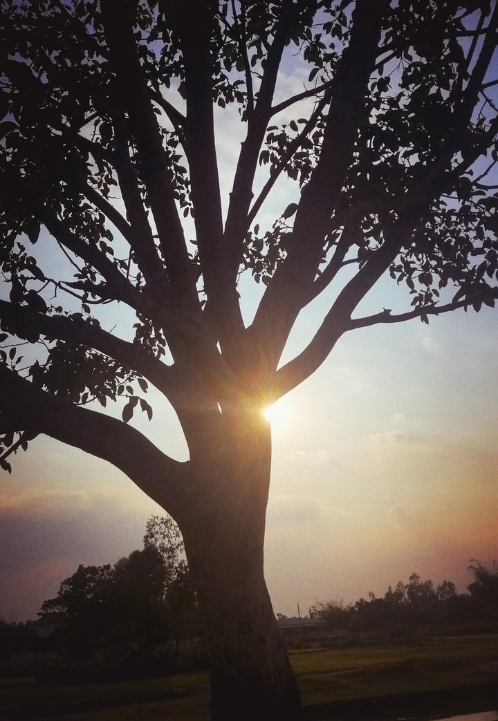 sun light 