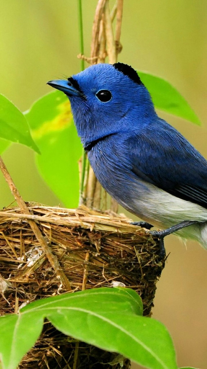 bluebird