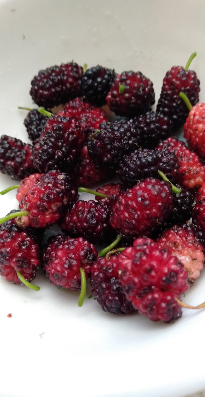 fruits