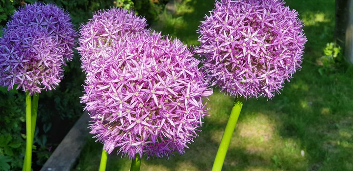 purples