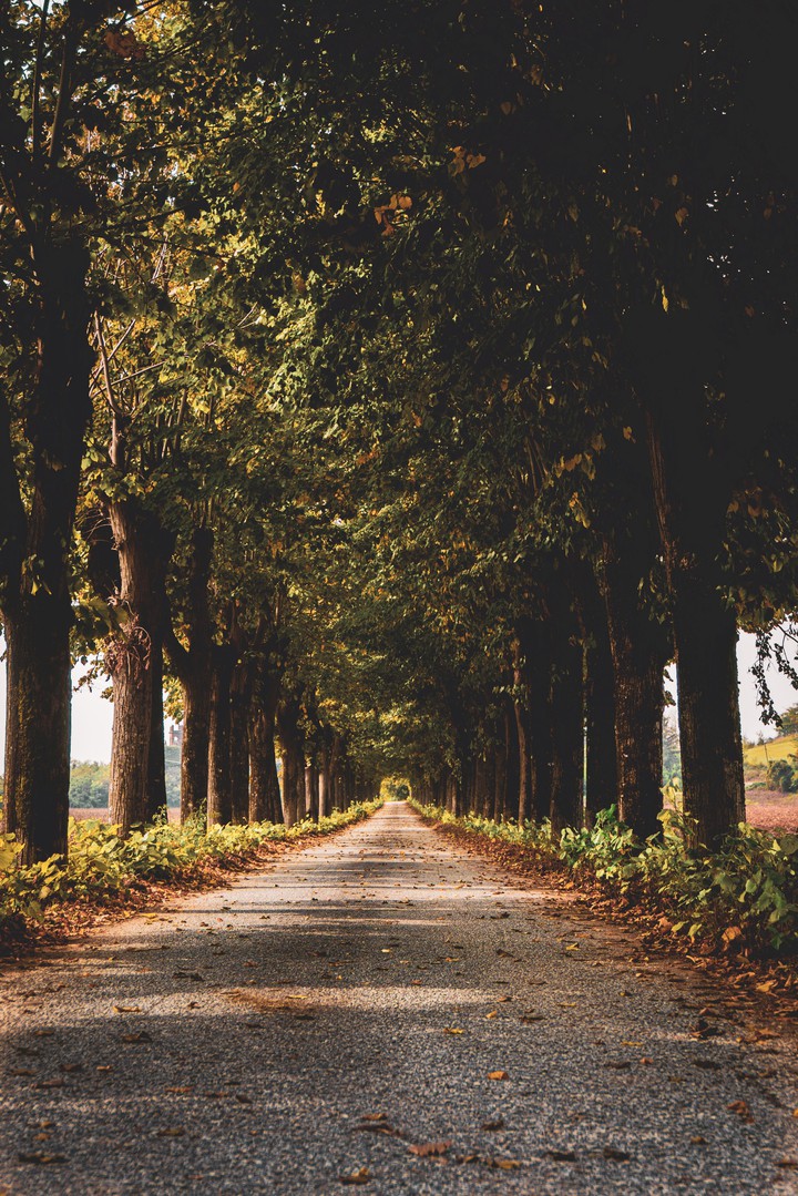 autumn road