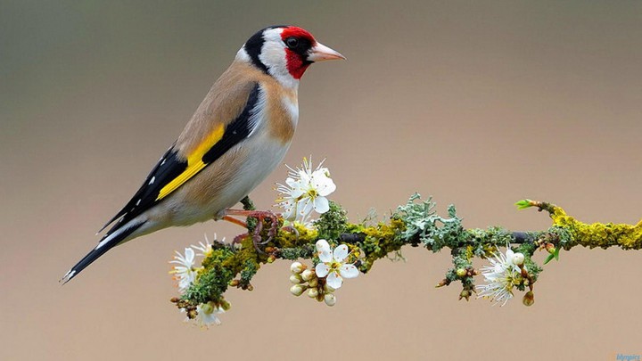 bird