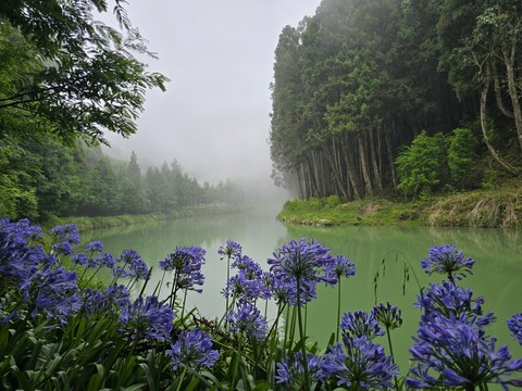 wetland, mist壁纸