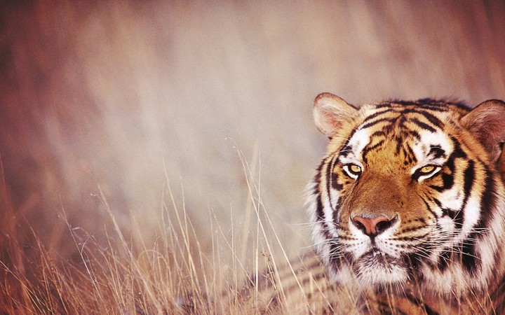 animal love