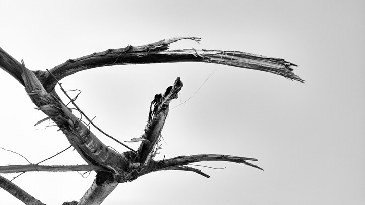 The Lonely Tree
