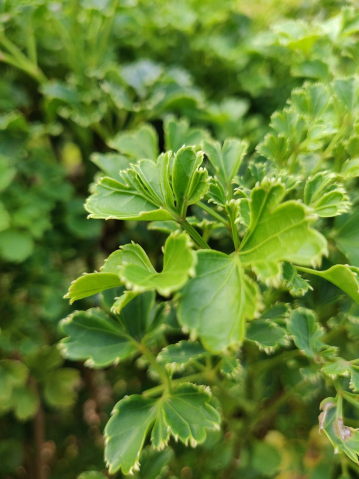 designer_leaf